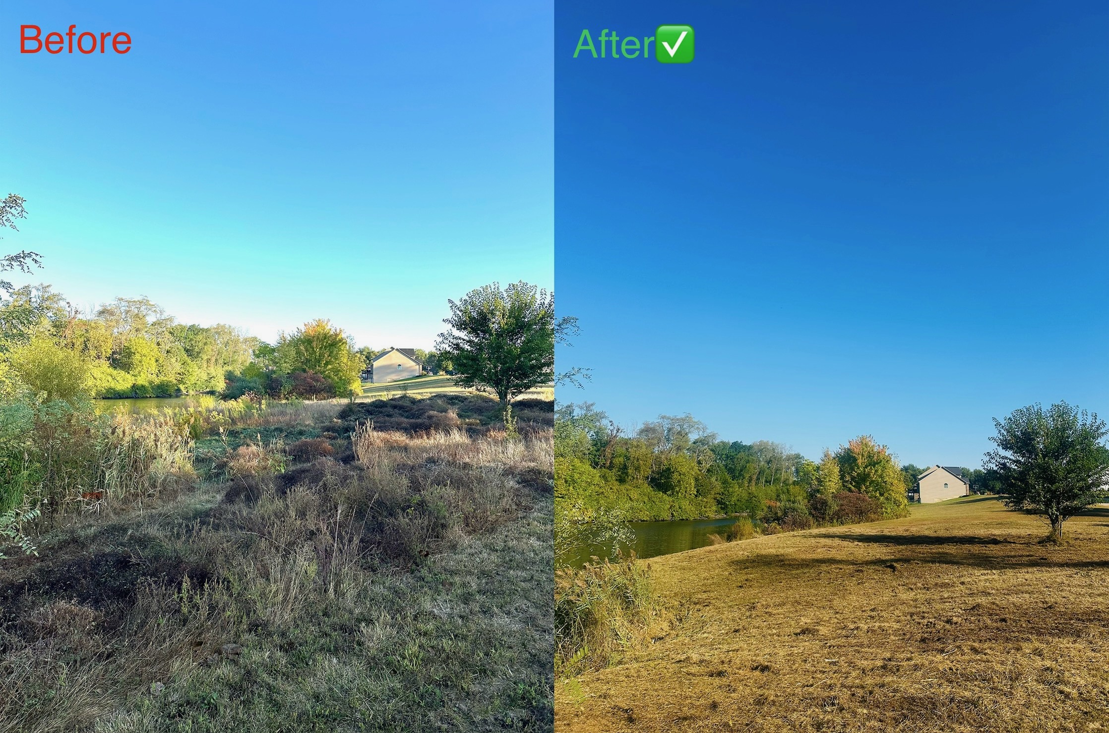 Before and after: Dense brush cleared to open land near waterway